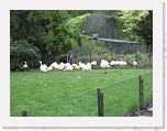Dierentuin Burgers  Zoo 110 * 3648 x 2736 * (7.18MB)